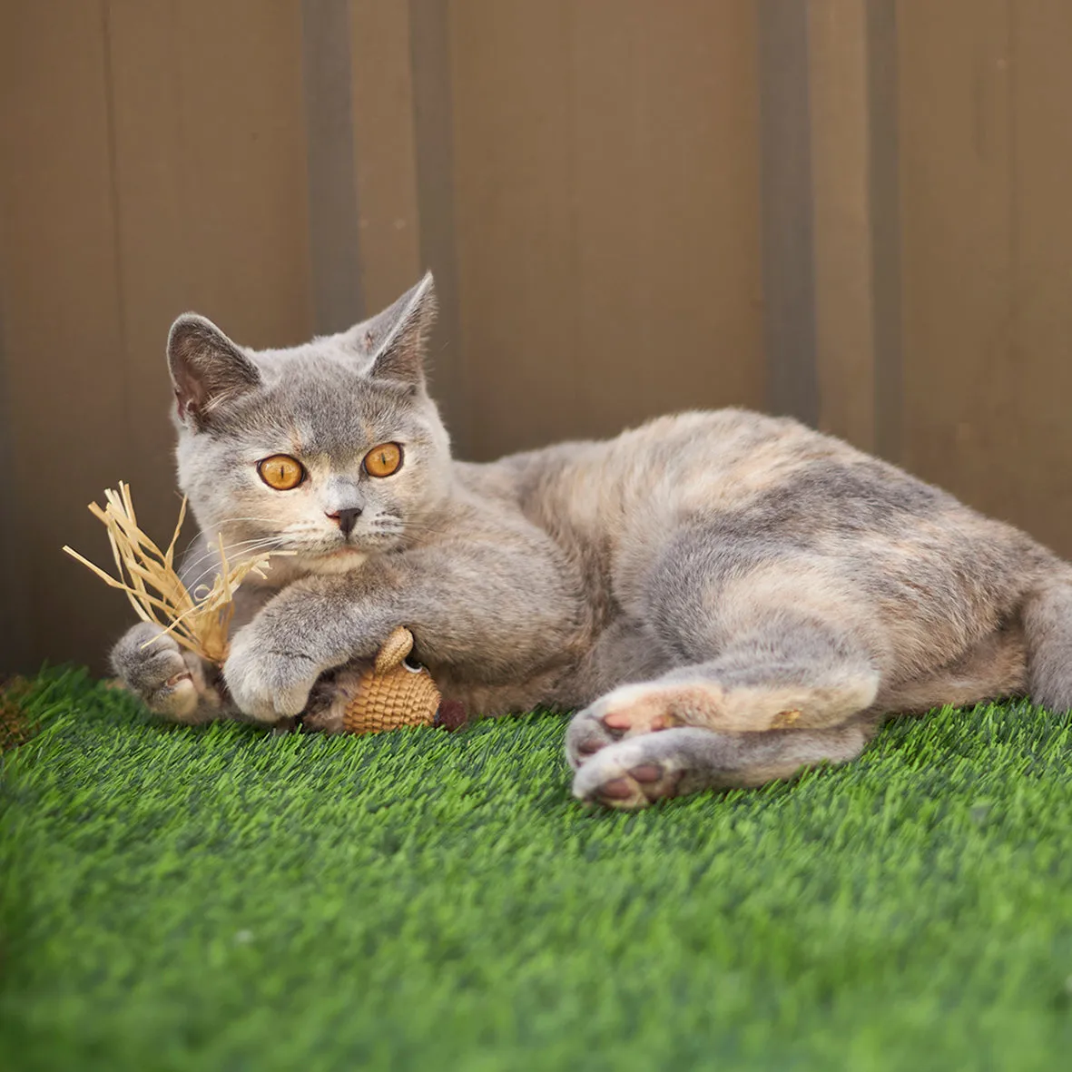 Kazoo Sneaky Mouse Cat Toy^^^