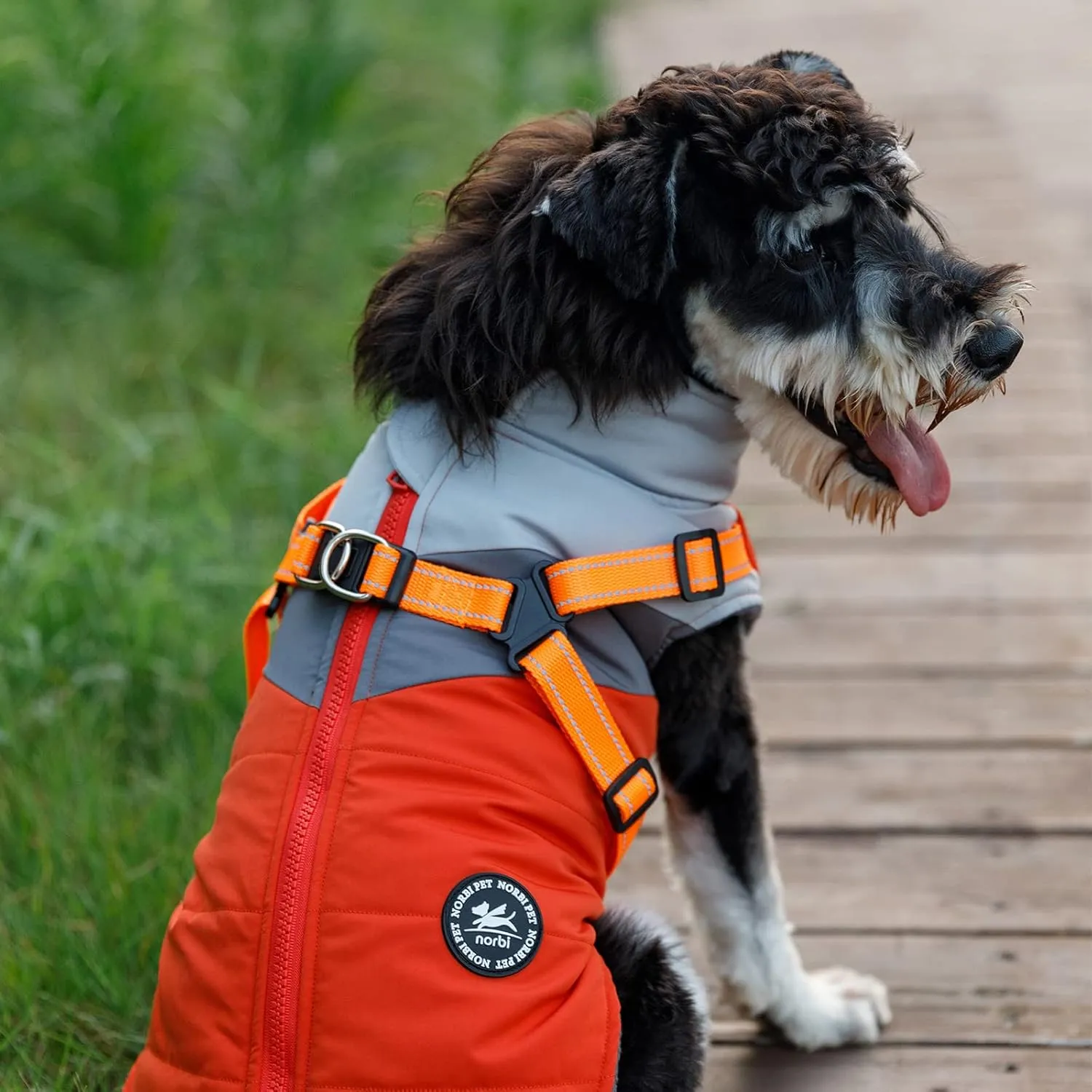 Norbi Small Dog Winter Jacket with Harness - 2 in 1 Puppy Coat