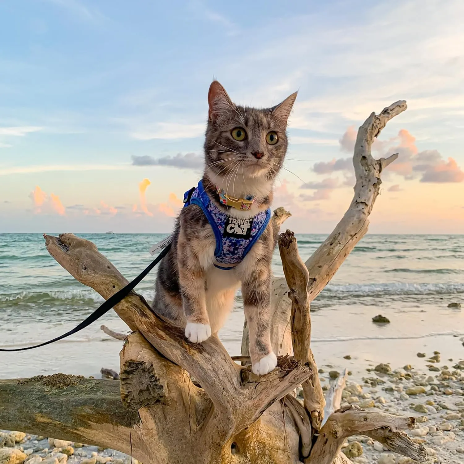 Travel Cat Harness and Leash Set - Adjustable Fit Mesh Cat Harness and Reflective Strap - Comfort Walking Vest for Kitten for Outdoor Walking, Hiking (Small, Groovy)
